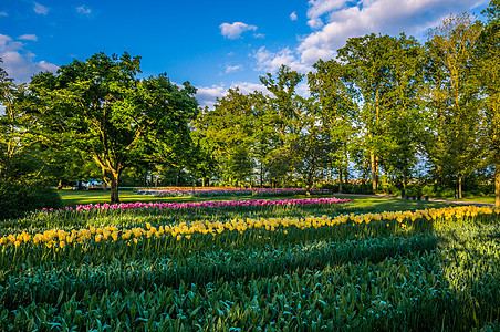 黄色郁金香和绿地 荷兰里塞Keukenhof公园 盛开 欧洲图片