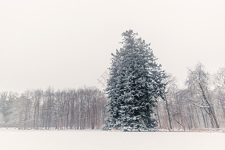 冬季风景中的松树图片