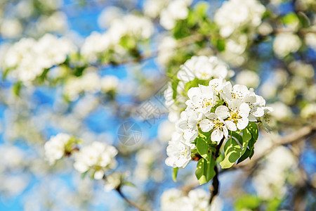 梨子花枝 盛开 花瓣 生活 植物群 花期 假期 夏天 草图片
