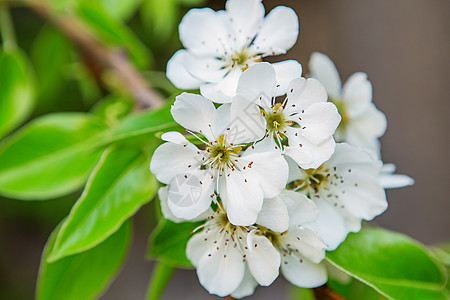 梨子花枝 叶子 公园 开花 果园 花的 植物 植物群 园艺图片