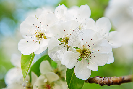 青春初春梨花 树 植物群 天空 园艺 生长 花的图片