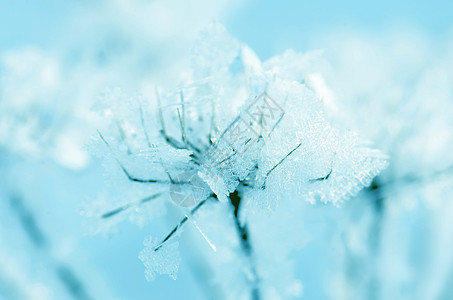 冬天 冷冻 自然景观 在覆盖着冰霜的草地上 寒冷的 降雪图片