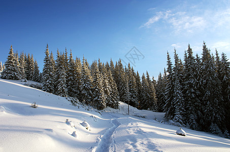 清晨阳光照耀的寒冬风景美景 冬天 森林 降雪 云杉图片