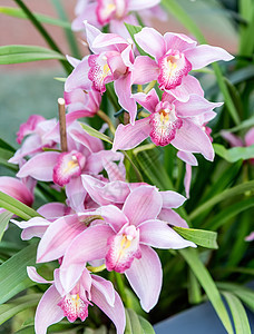 美丽的粉粉粉花兰花 植物 花束 自然 优雅 新鲜图片