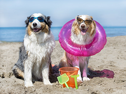 海滩上的狗狗 夏天 牧羊犬 太阳 宠物 利亚牧羊犬 快乐的 桶图片