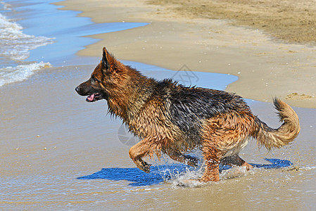 在海滩上的德国牧羊人 动物 自由的 移动 狗 跑步图片