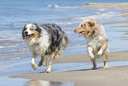 在海滩上玩狗 快乐的 动物 跑步 牧羊犬图片