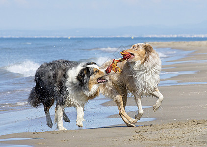 在海滩上玩狗 湿的 快乐的 利亚牧羊犬 咬 运动图片