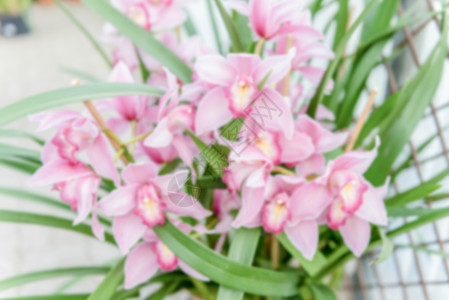 美丽的粉红花兰花的突出背景环境; 庆祝活动 植物学图片