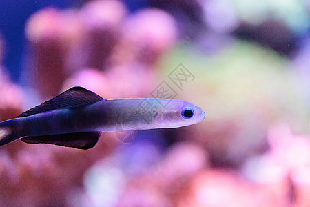 长寿鱼紫花生鱼 内膜脱脂性大型动物 水 马尔代夫 放大镜背景
