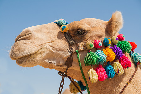 装饰骆驼头 太阳 国家的 假期 运输 东方 沙漠 金字塔图片