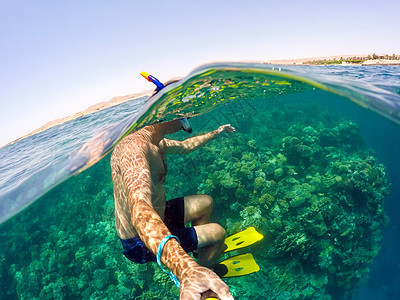 在埃及红海浅水中潜泳 动物 自拍 假期 鱼 吃水线图片