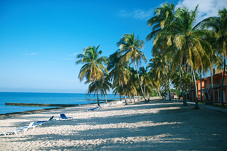有棕榈和白沙的热带海滩 古巴 假期 晴天 海岸 游客图片