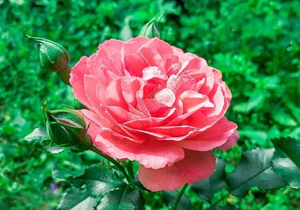 美丽的花朵粉红玫瑰图片