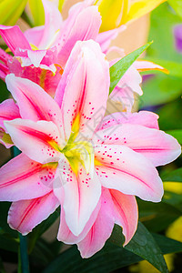 莉莉花 美丽的 花瓣 植物 网 花的 百合 生长 自然图片