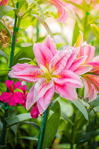 百合网莉莉花 复活节 美丽 植物 盛开 花的 百合 异国情调 生长 自然背景