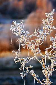 与草和森林的秋天背景在早霜覆盖着霜 雪 冰图片