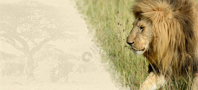 美纹纸上的狮子 可爱的 标签 艺术 打印 非洲 横幅 老的图片