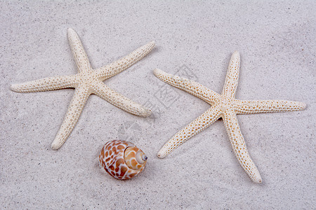 白色海星和 san 上的一个贝壳 海滩 热带图片