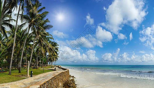 海滩上美丽的棕榈树图片