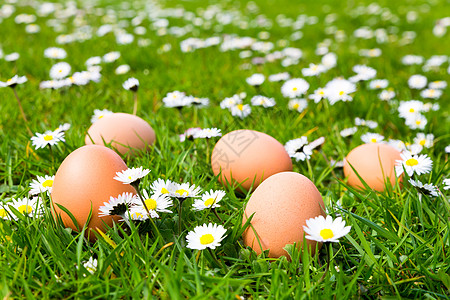 鸡蛋在草地和花菊的鸡蛋中图片