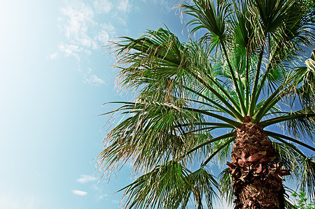 蓝色天空背景上的棕榈 户外 迷人的 光泽 草本植物 夏天图片