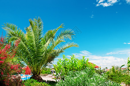 美丽的公园中的热带棕榈树 异国情调 夏天 蓝色的 春天图片