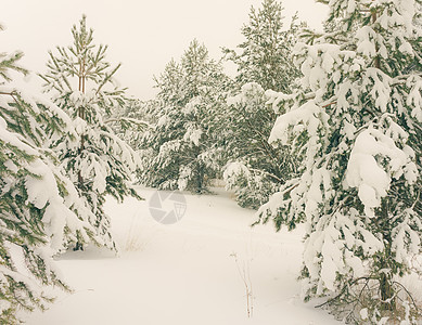 冬季假日背景情况 冬天的雪 覆盖 冬天的树 云杉 降雪 松树图片