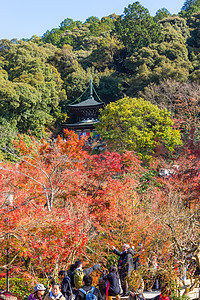 Eikando寺庙京都 日本人 秋天 观光 红叶 花园图片