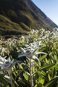 在卡文德尔高山的爱德罗韦斯花朵 植物 阿尔卑斯山 白色的图片