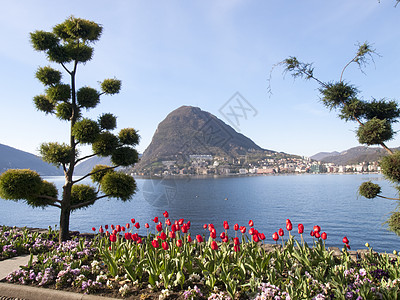 城市花园 旅行 全景 清除 春天 树木 恰尼 卢加诺 开花图片