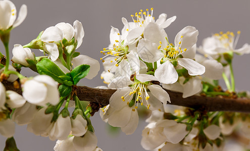 摘要樱桃花 假期 朵朵 柔和的 开花 夏天 白花 芽图片