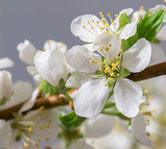 摘要樱桃花 日本 爱 柔和的 季节 苹果花 风化 花园 邀请函图片