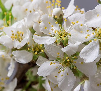 摘要樱桃花 绽放 日本 开花 白花 自然 柔和的 春天 植物群图片