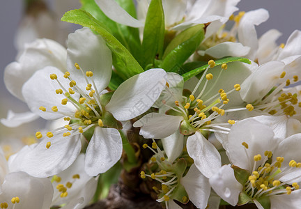 摘要樱桃花 芽 爱 盛开 植物群 白花 朵朵 春天 灵敏度图片