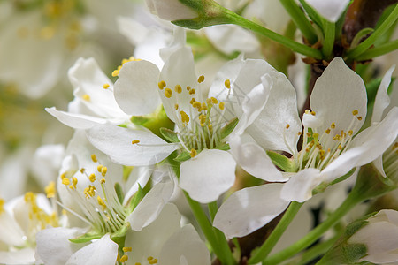 摘要樱桃花 芽 花的 假期 樱花 花朵 白花 情人节图片