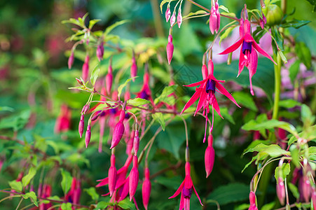 紫花和粉红花 漂亮的 香味 夏天 非洲菊 阿玛丽利斯 园艺 春天图片