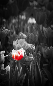 黑色和白色风格的郁金香花 红色郁金香花图片