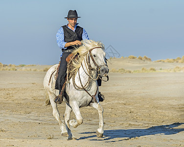 海滩上的牧畜人 自然 运动 牛仔 慢跑 宠物 骑手 马图片