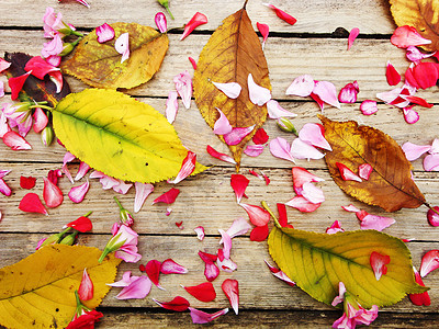 五颜六色的花和黄色离开的秋天构成 学校 艺术图片