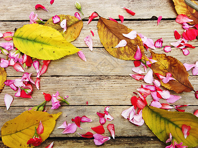五颜六色的花和黄色离开的秋天构成 花朵 浆果图片