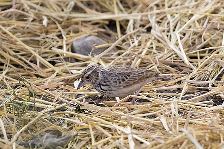 鸟类在大自然中的图像 史密斯 加拿大 野生动物 环境图片