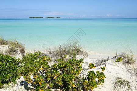古巴海滩 美丽 假期 绿色的 植物 海岸 美丽的 偏僻的图片