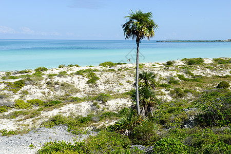 古巴海滩 夏天 假期 旅行 草 旅游 沙丘 植物图片