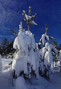 风树随雪轻轻地枯起图片