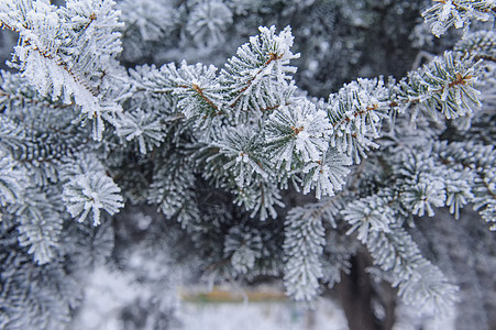 冬季背景 在冰冻和雪中 一棵无花果树图片