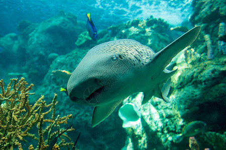 斑马鲨鱼 斯捷戈斯托马 热带 礁 浮潜 多样性 亚洲图片