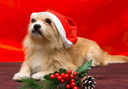 穿着圣诞帽子的狗狗 圣诞老人 树 盒子图片