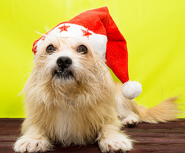 穿着圣诞帽子的狗狗 小猎犬 白色的 犬类 哺乳动物 宠物图片