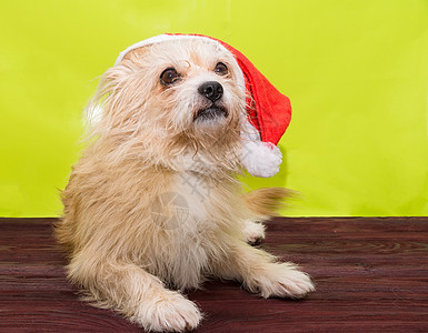 穿着圣诞帽子的狗狗 宠物 年轻的 快活的 盒子图片
